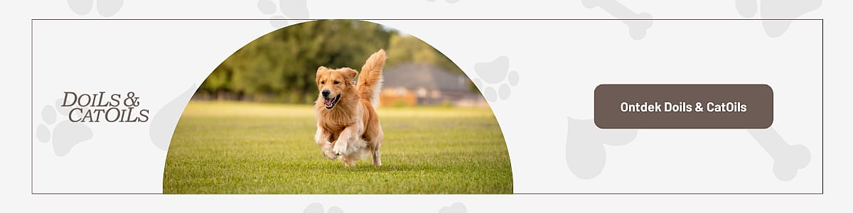 Hond, Golden Retriever, Huisdier, Gras, Hond, Golden Retriever, Huisdier, Gras